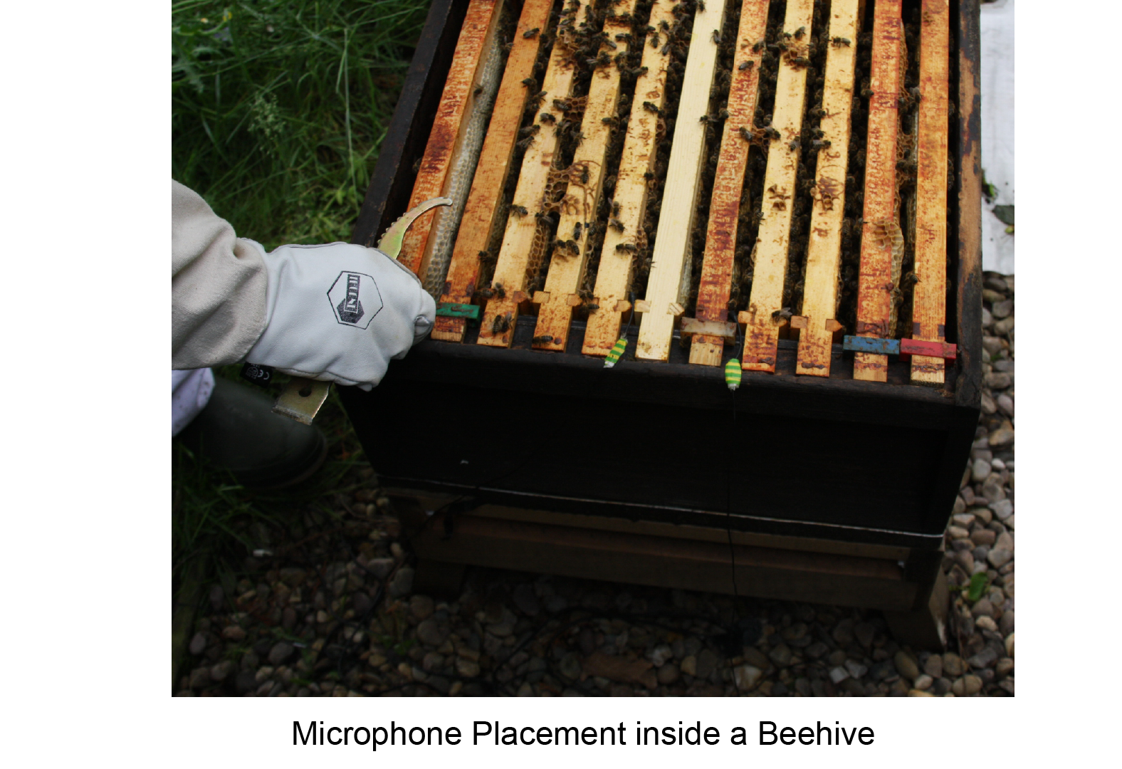 Photo of microphones being placed inside a beehive